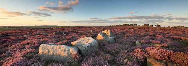 yorkshire heather.jpg